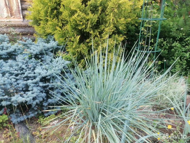 Злаки, элимус