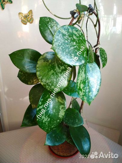 Антуриум Хойи Акута 997 Карноза Обовата Кримсон Сп