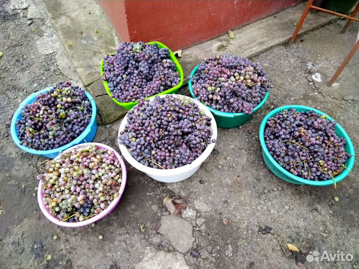 Виноград на вино, сок