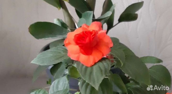 Бальзамин махр.оранж.Гибискус