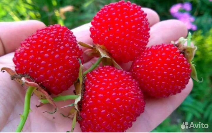 Тибетская Малина