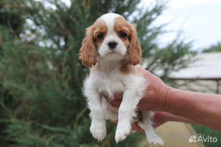Щенок Кавалер Кинг Чарльз спаниель