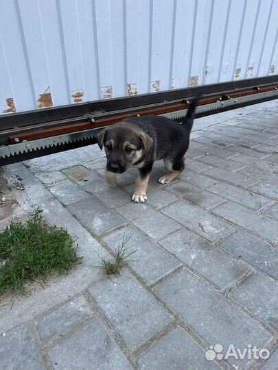 Щенки западно сибирской лайки