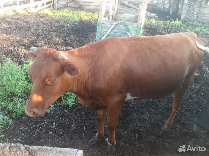 Годовалая корова