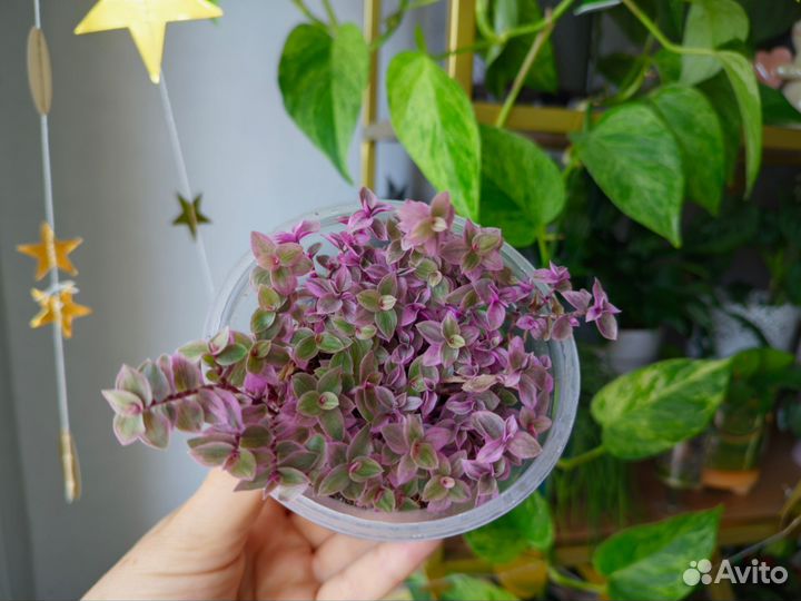 Каллизия розовая пантера