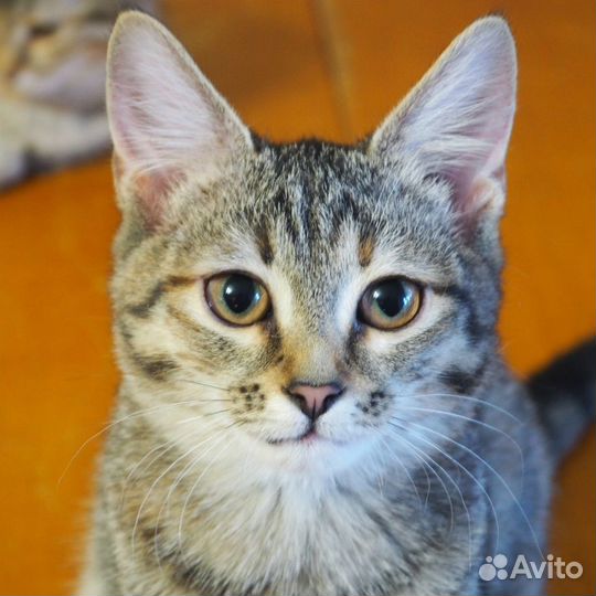 Редкая двупалая кошка Яна из приюта