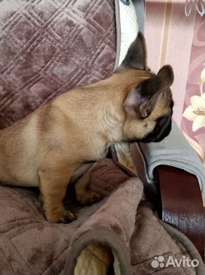 Щенки французского бульдога