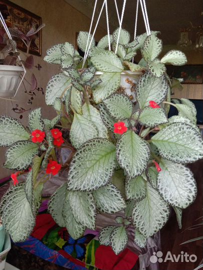 Эписция Silver sheen (Серебряное сияние)