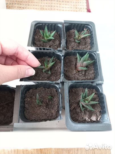 Суккуленты малыши