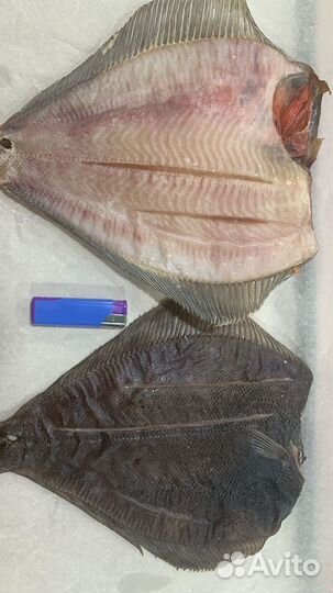 Корюшка, камбала, палтус, нерка, кижуч