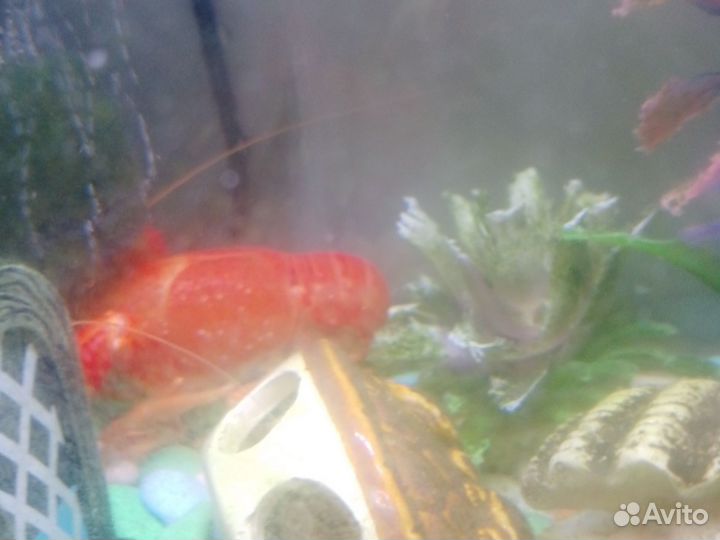 Калифорнийский солнечный рак