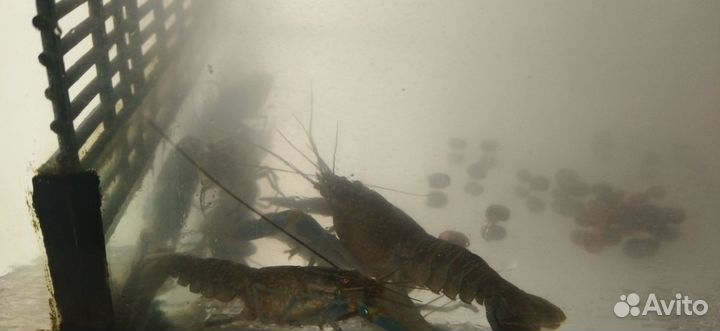 Австралийский красноклешневый рак