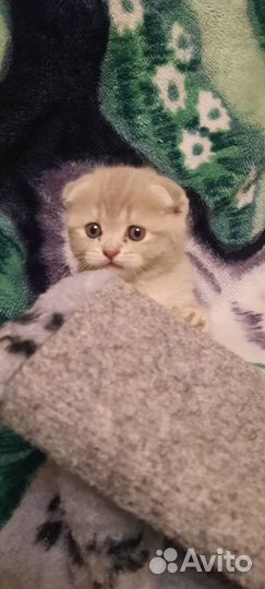 Шотландская вислоухая