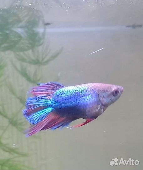 Курочка рыбка, сомик, роголистник