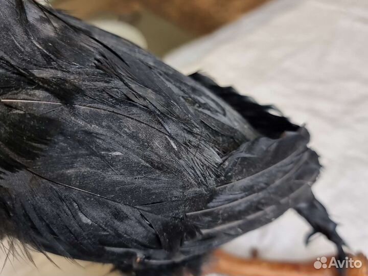 Чучело вороны на ветке