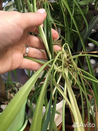 Хлорофитум