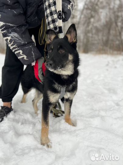 Нежный добрый мальчишка метис