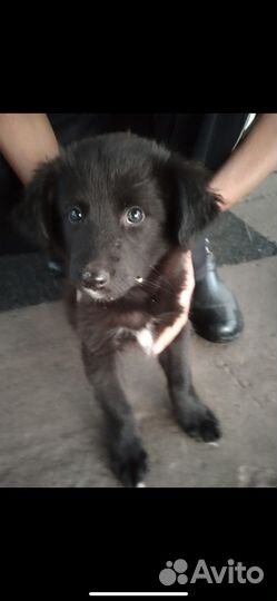 Собака в добрые руки щенок