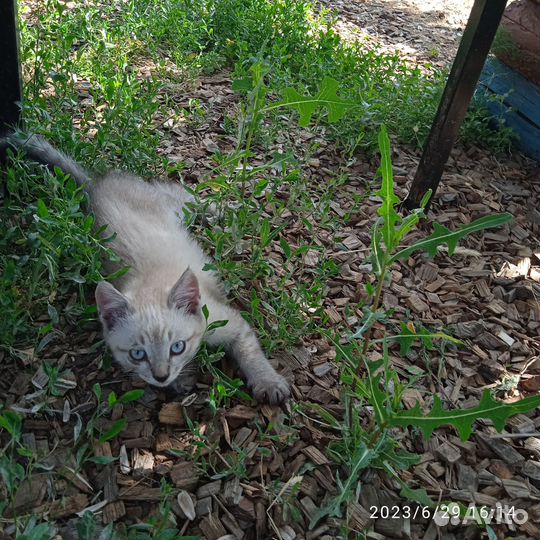 Котята