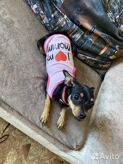 Той-терьер девочка