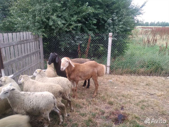 Курдючные бараны