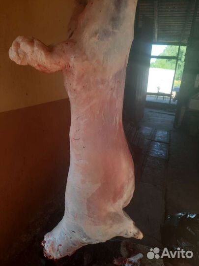 Бараны на мясо баранина