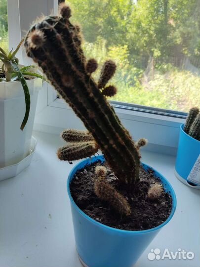 Комнатные цветы шефлера фикус кактус щучий хвост