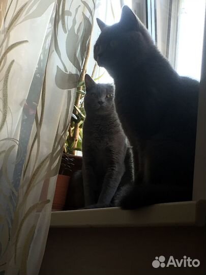 Британские котята