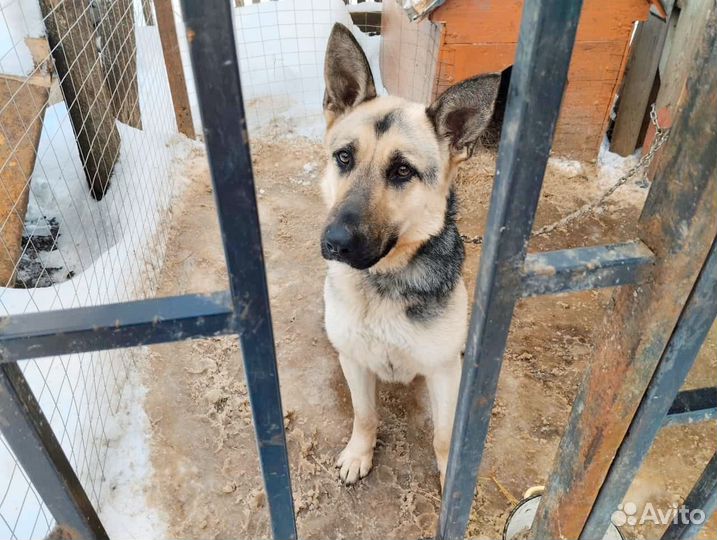 Щенок немецкой овчарки