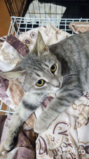 Кошечка Тоня в добрые руки
