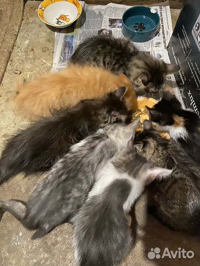 Подкинули 8 котят