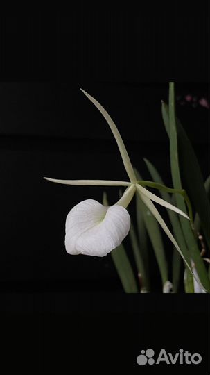 Орхидея brassavola nodosa