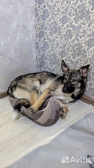 Собака в добрые руки дворняга