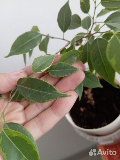 Фикус бенджамина пестролистный