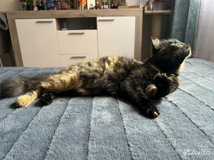 Кошка в дар