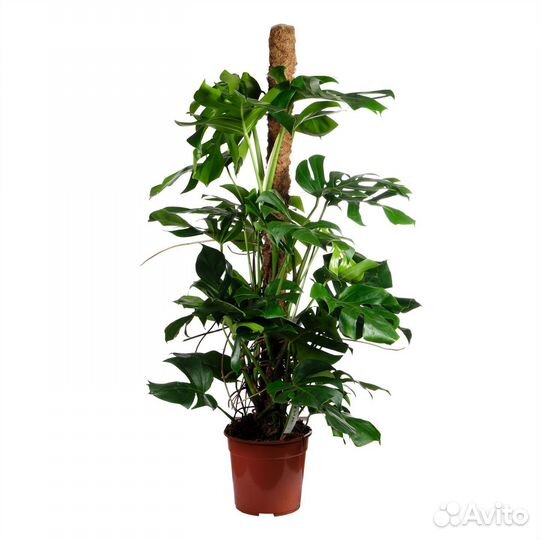 Растения для офиса