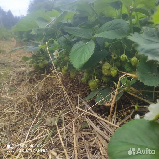 Рассада клубники. отправка почтой из Марий Эл