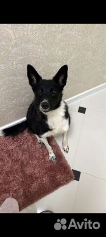 Собака в добрые руки отдам бесплатно