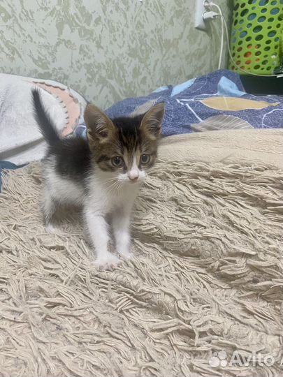 Кошка в дар бесплатно