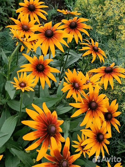 Рудбекия (многолетники для сада)