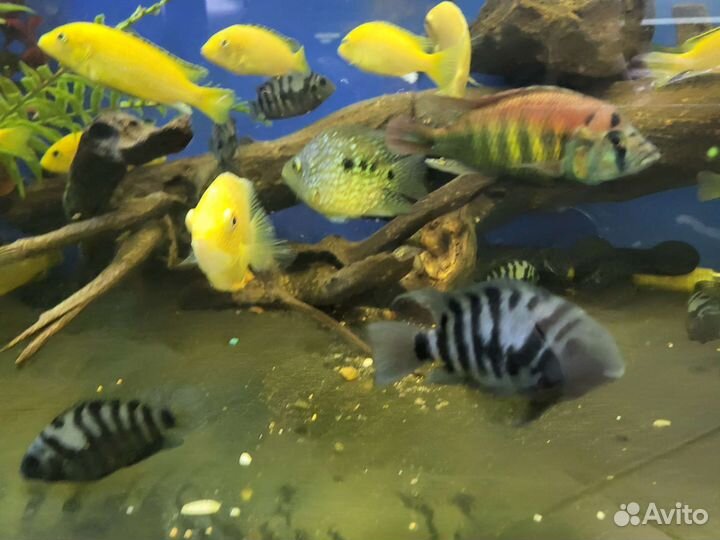 Цихлиды, цихлазомы