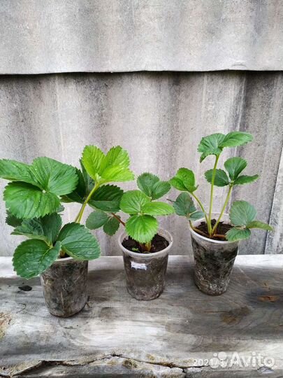 Рассада клубники