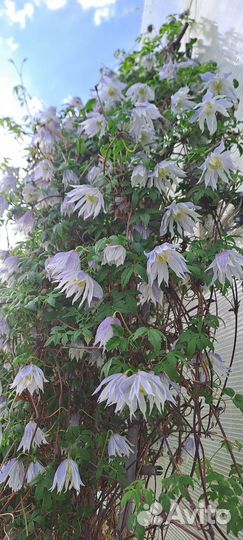 Клематисы княжики