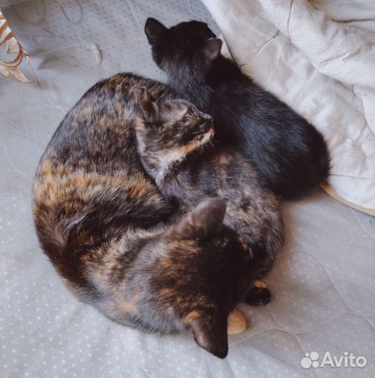Котята бесплатно