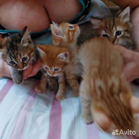 Кошка в дар бесплатно