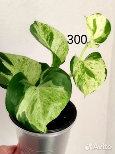 Разные. Сциндапсус эпипремнум