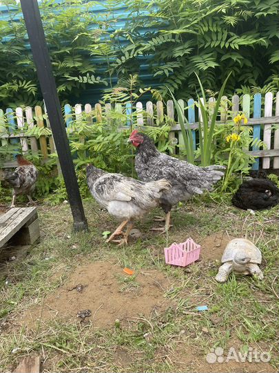 Молодые петухи