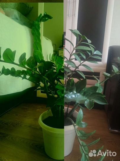 Замиокулькас