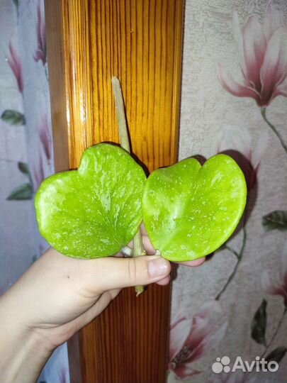 Филодендрон