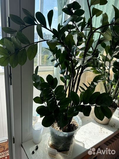 Замиокулькас долларовое дерево
